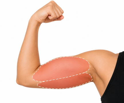 Arms (triceps and biceps)